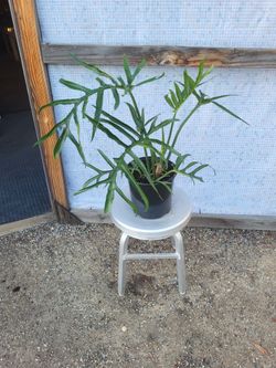 Philodendron tortum Plant 8.5" Nursery Pot