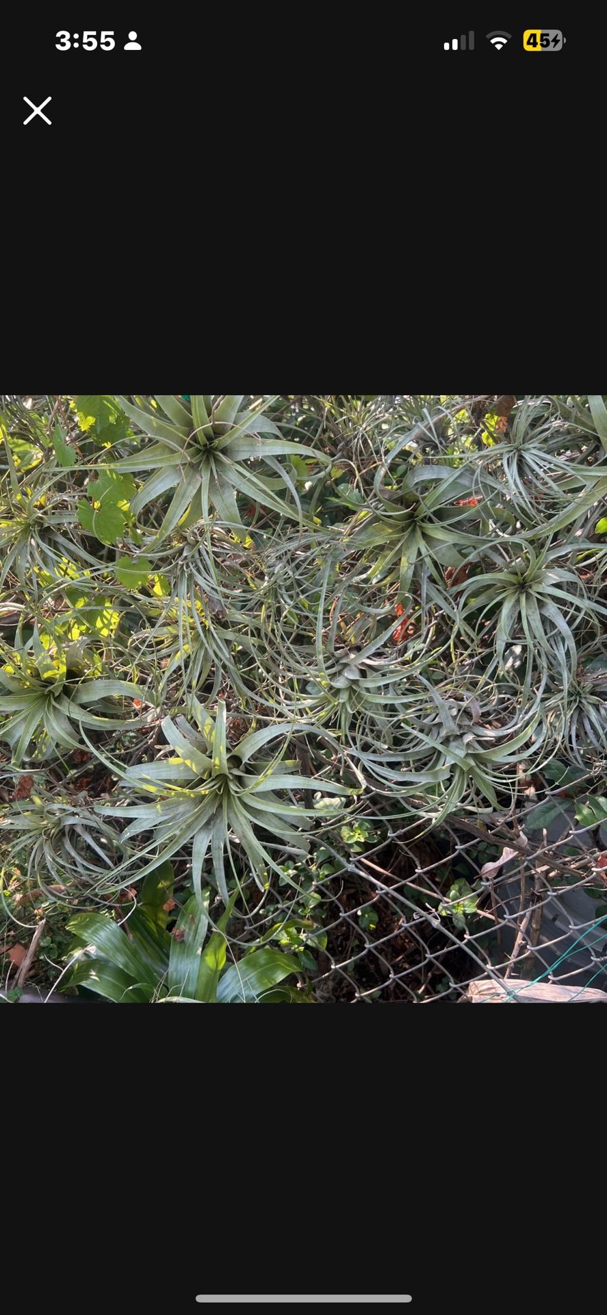 Air Plants
