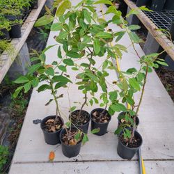 Rainbow Eucalyptus Tree 3ft Tall 1gallon 