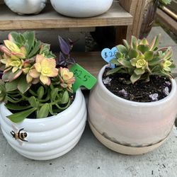 Succulents