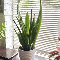 Sansevieria Trifasciata 'Black Coral' Snake Plant In Ceramic Pot