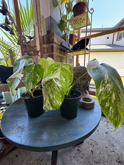 House plants