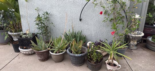 Moving sale 14-15 plants with planters