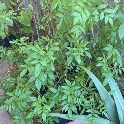 Planta Grande De Esperaza Flor Amarilla. $10.00 Cada Una 