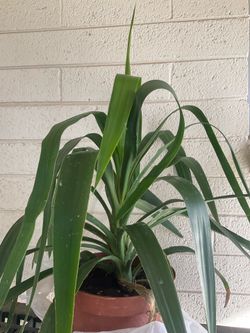 Plant tools