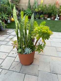 Assorted Succulent Plants
