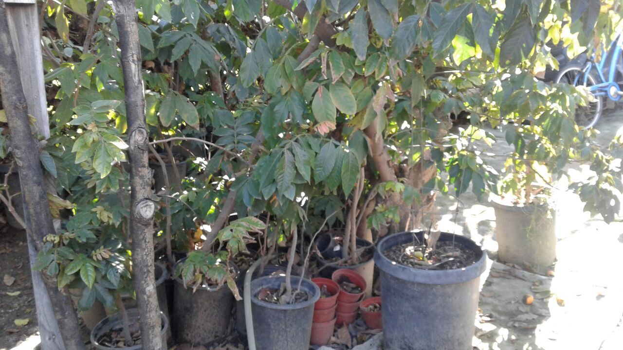 Árbol de fruta pepeto
