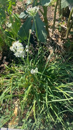 Organic chives