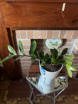 Zamioculcas zamiifolia)