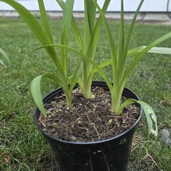 The orange daylily (Hemerocallis fulva)