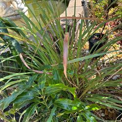 (2) 3 gallon lemon grass