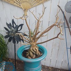 Desert Rose Adenium Sale