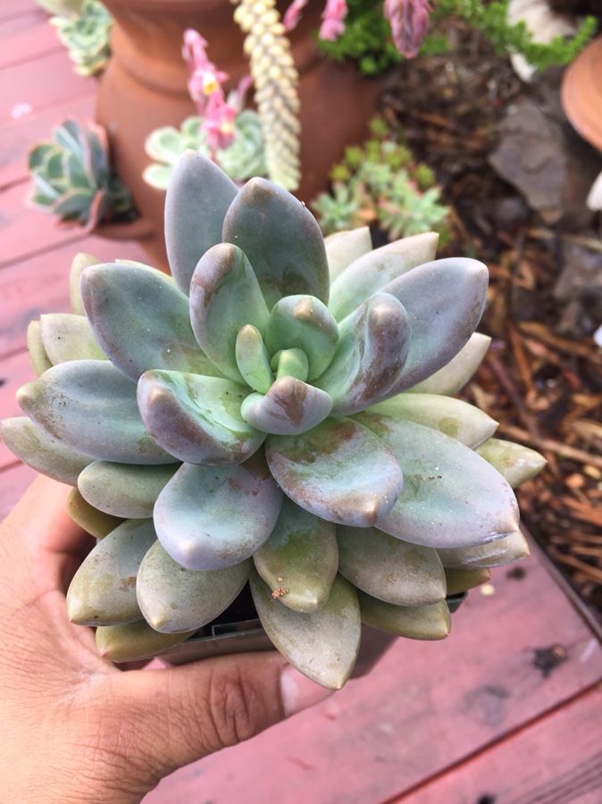 graptoveria. Bella. plant