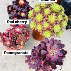 4 Cluster Aeonium Free Shipping 