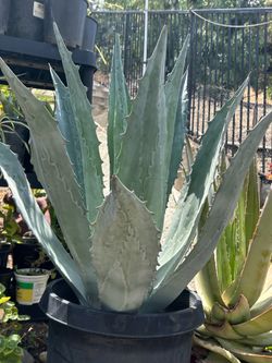 Agave