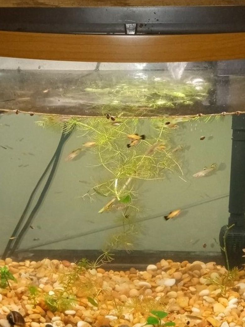 15 Gallons Fish Tank In Perfect Conditions