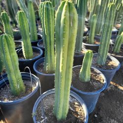 Magical San Pedro Cactus 