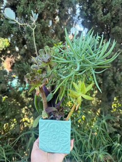 Succulent arrangement