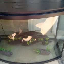 Topfin 50 Gallon Aquarium Full Set Up