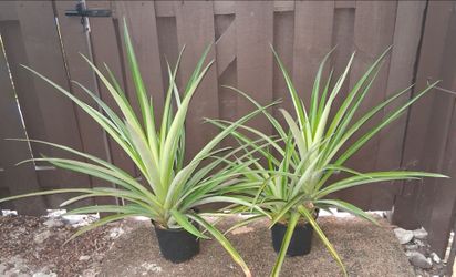 2 pineapple plants with new sprouts $20 FIRM for both!
