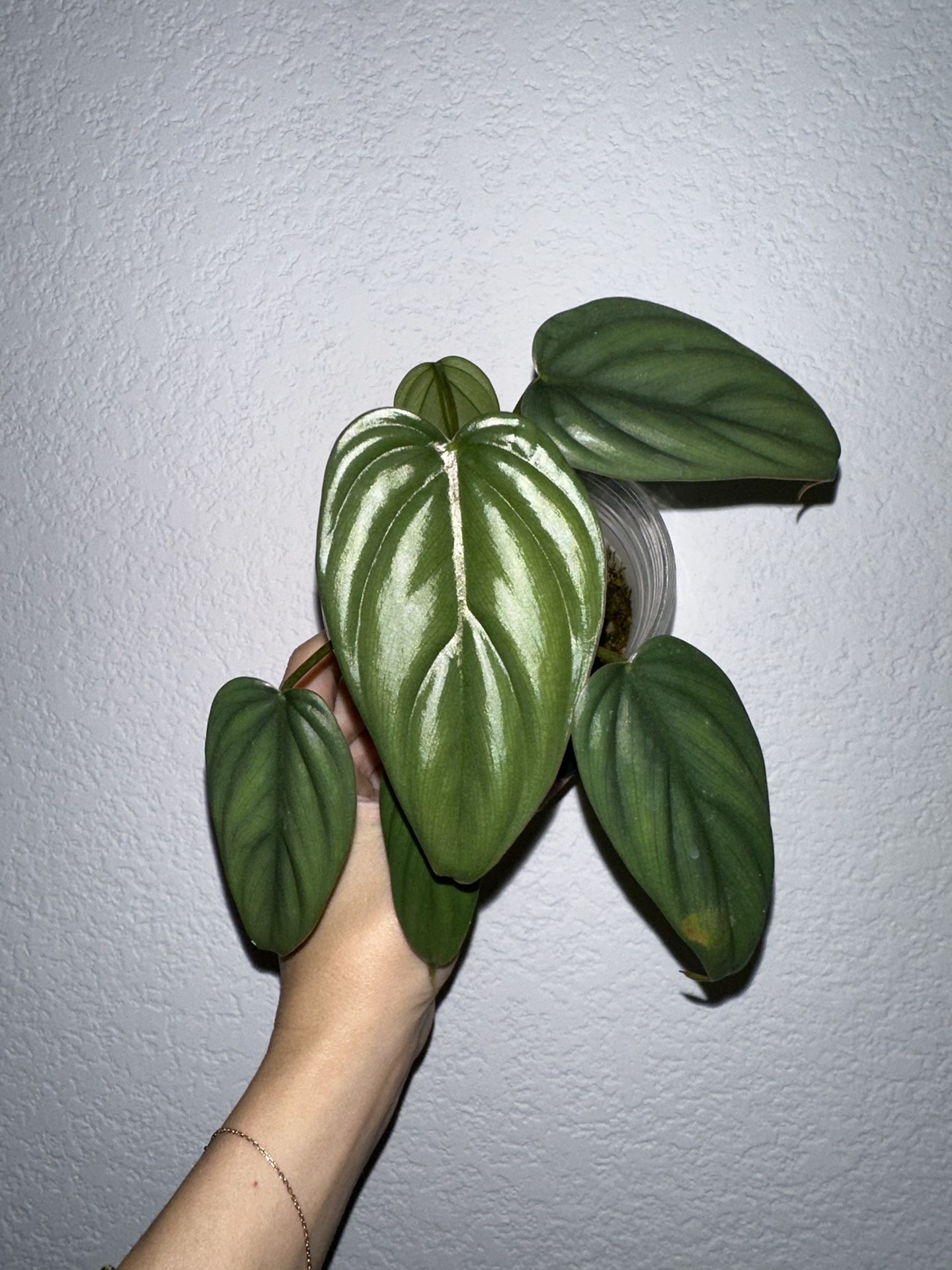 Philodendron Sp Columbia Platinum