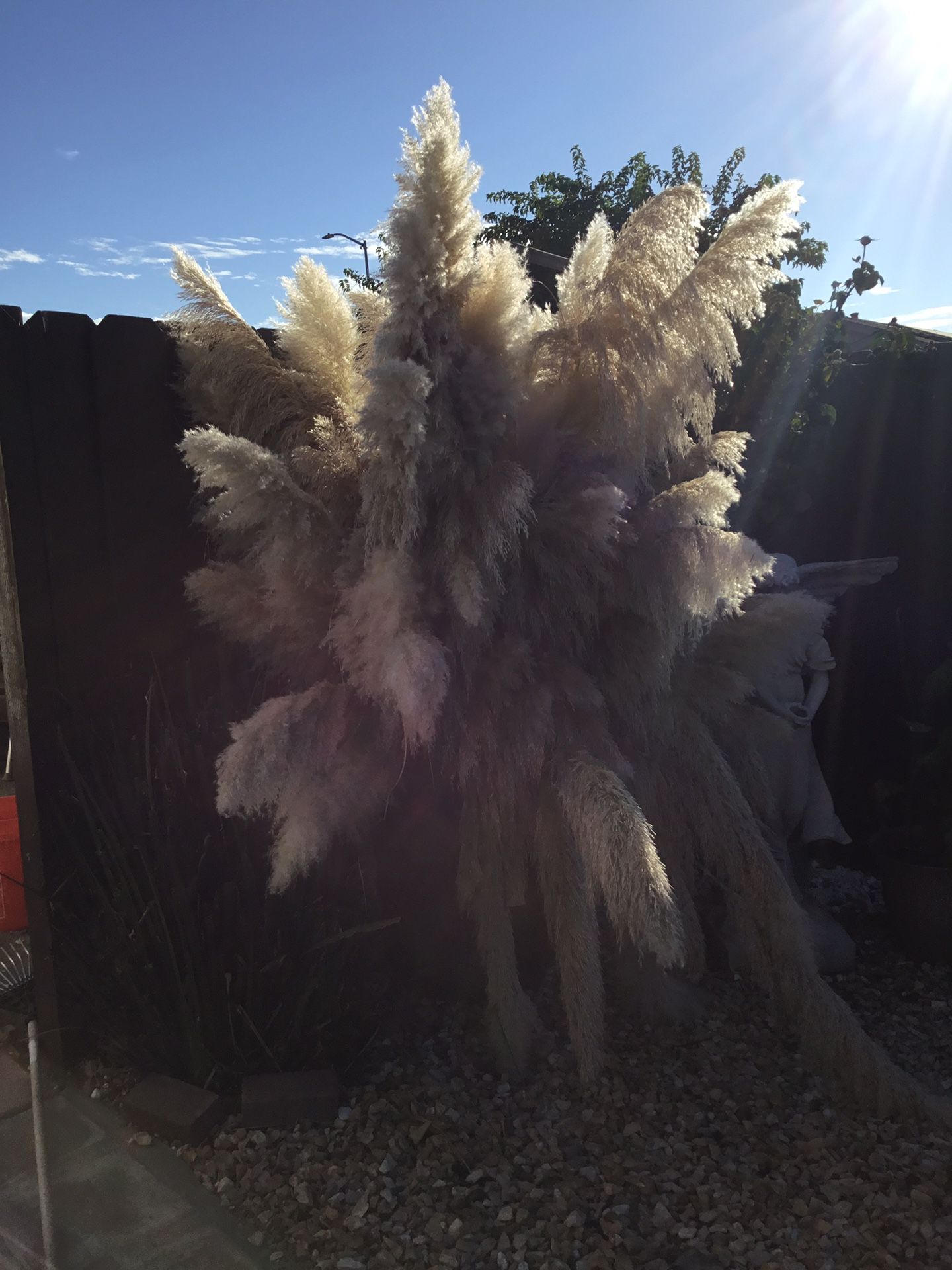 Pampas Grass