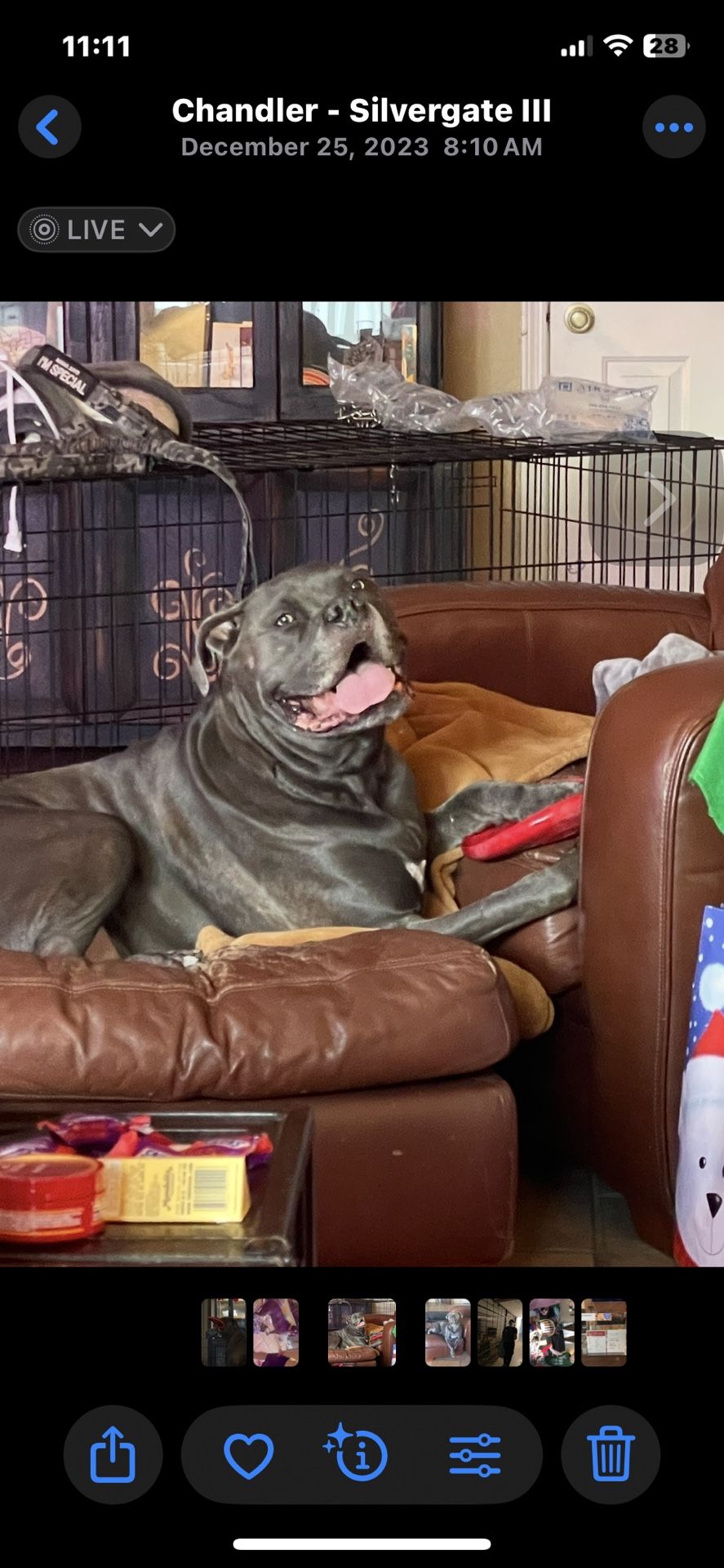 XXL Dog Crate