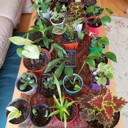 Indoor Plants, $5 Each