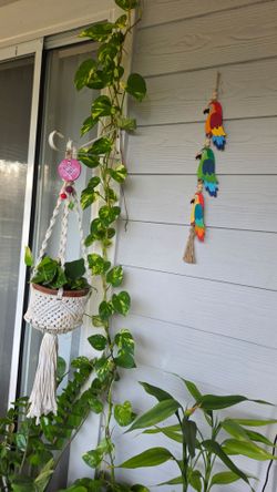 Pothos / money plant