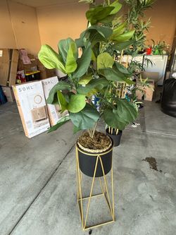 Artificial Decor Plant