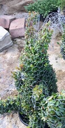 Custom & Stock Topiaries I AM TAKING ORDERS - N o w ! Unique Decorations And Thoughtful Gifts!!!