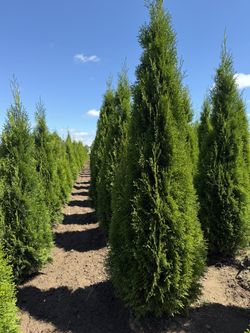 Emerald Green Arborvitae