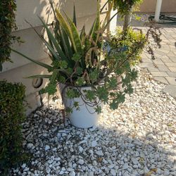 XL Succulent Pot