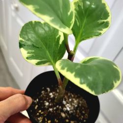 🌿Healthy Live Air Purifying Houseplant Peperomia Variegated 8"Tall In Pot 4" ~ Easy To Grow