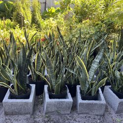 Laurentii & Zeylanica Snake Plants In 3 gls Pot. SPECIAL PRICE 🤩