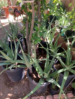 Big Supply Of Aloe Vera Plant and much more