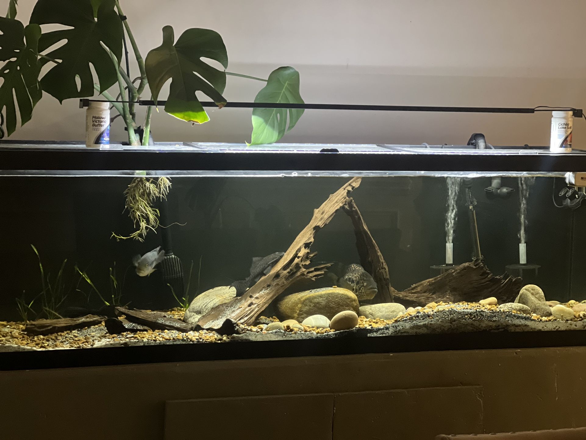 125 gallon aquarium