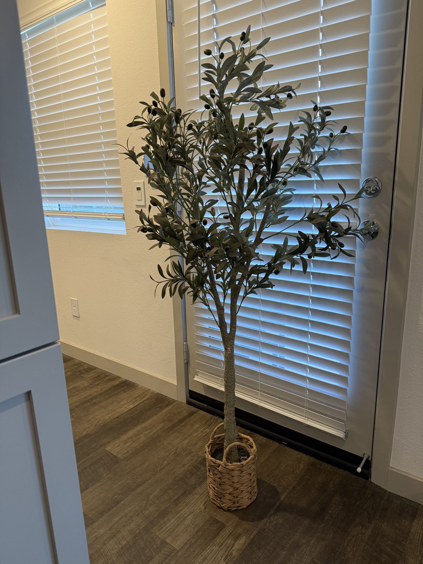 Olive Tree