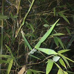 HAWAIIAN BAMBOO  !!!