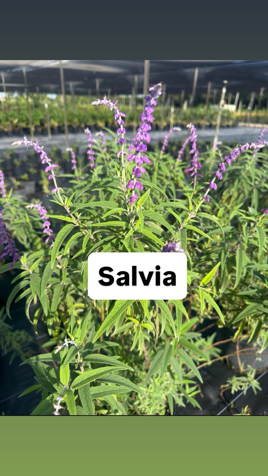🌿 Plant: Salvia