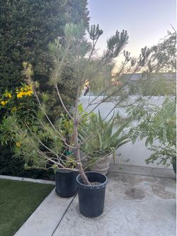 Pine Tree