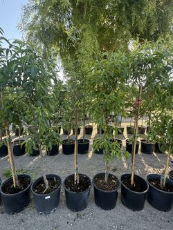 Fruit Trees / Árboles Frutales 🍑🍊🫒🍒🍋