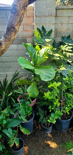 #16 Fiddle Leaf Fig Plant 5gal