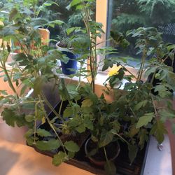 Heirloom Tomato Plants For Sale