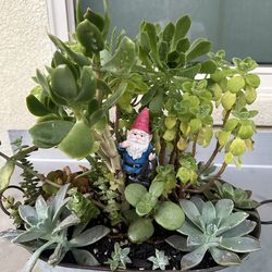 Assorted Succulent Plants