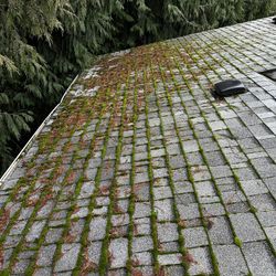 Roof Clean/Moss Treat/Gutter Clean