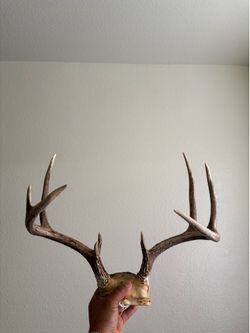 Wh¡te-ta¡led deer antler/cuern0 de Venad0