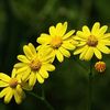 yellow daisy