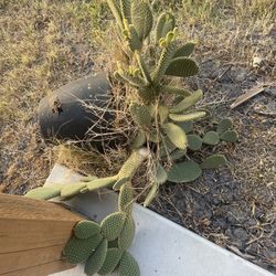 Bunny Ear Cactus
