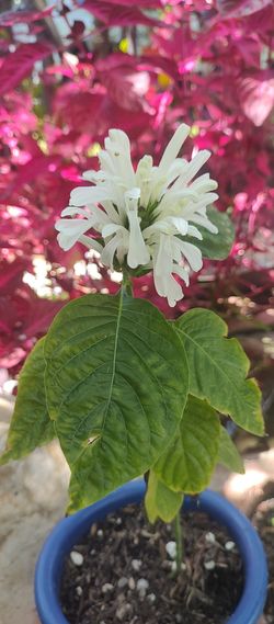 Hard To Find Flamingo Plant